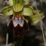 Ophrys lupercalis Mosusu