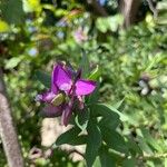 Polygala myrtifoliaЦвят