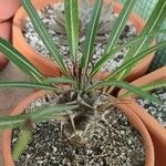 Pachypodium lamerei Fuelha