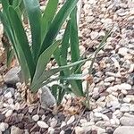 Nerine sarniensis Leaf