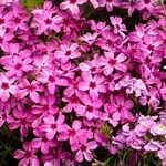 Phlox subulata Květ