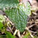 Stachys marrubiifolia Likasa