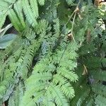 Acacia cornigera Φύλλο