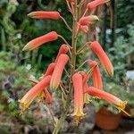 Aloe cremnophila Цветок