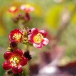 Jatropha gossypiifoliaFloro