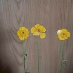 Ranunculus acrisÕis