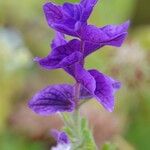 Salvia viridis 花