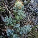 Teucrium polium Habitat