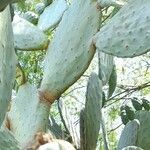 Opuntia maxima Blatt