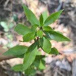 Maytenus boaria Leaf