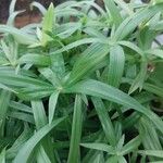 Cyperus albostriatus ᱥᱟᱠᱟᱢ