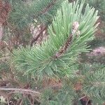 Pinus uncinata Blad