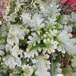 Acanthus mollis Vivejo