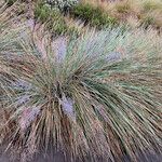 Paramochloa effusa Tervik taim