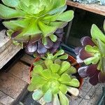 Aeonium cuneatum পাতা