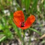 Papaver argemone Kvet