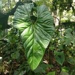Anthurium faustomirandae Yeri