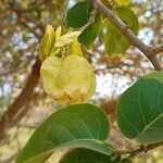 Pterocarpus indicus ഇല