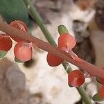 Gasteria pillansii Çiçek