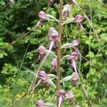 Himantoglossum calcaratum Blüte