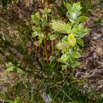 Salix hastata Levél