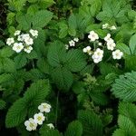 Fragaria moschata Květ