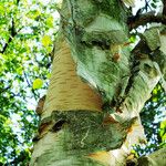 Betula utilis Bark