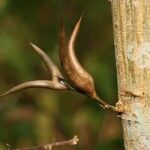 Vachellia cornigera Frukto