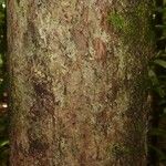 Chrysophyllum sparsiflorum Corteza