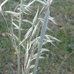 Avena strigosa Leaf