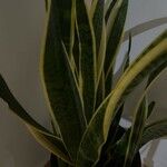 Sansevieria trifasciata Leaf