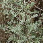 Artemisia caerulescens Hoja