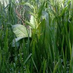 Rumex hydrolapathum Natur