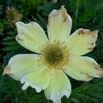 Anemone alpina Цветок