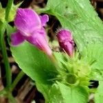 Galeopsis pubescens 花