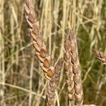 Triticum aestivumPlod