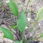 Alisma plantago-aquatica Fuelha