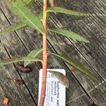 Euphorbia wallichii Bark