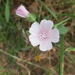 Malva hispanica 花