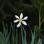 Narcissus poeticus Lorea