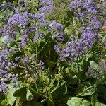 Limonium arborescens Habitus