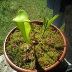 Sarracenia purpureaFoglia