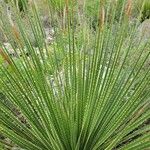 Dasylirion texanum Leaf