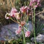 Allium lusitanicum Kwiat