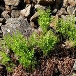 Asplenium cuneifolium Tervik taim