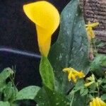 Zantedeschia elliottianaFlower