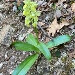 Orchis pallens 整株植物