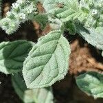 Coldenia procumbens Feuille