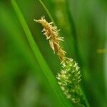 Carex pallescens 花