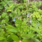 Mertensia paniculata Flor